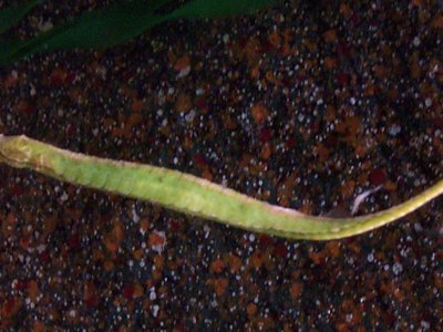 Alligator Pipefish