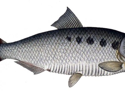 Allis Shad