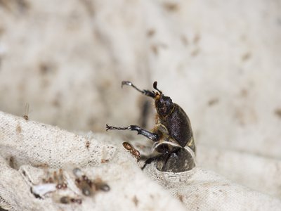 Allomyrina