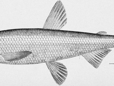 Allosmerus
