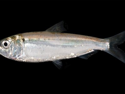 Alosa Sapidissima