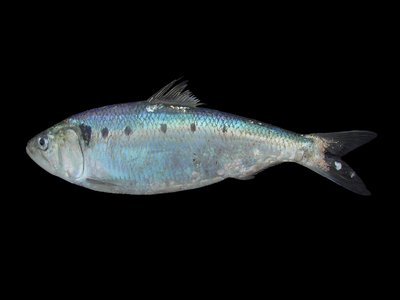 Alosa