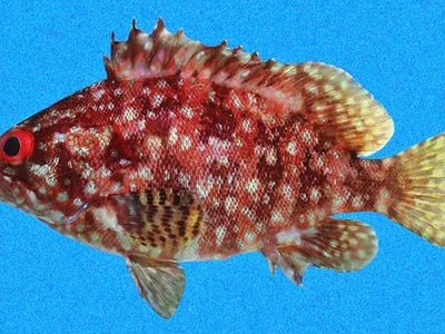Alphestes