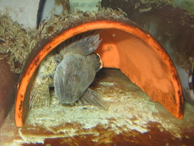 Alpine Bullhead