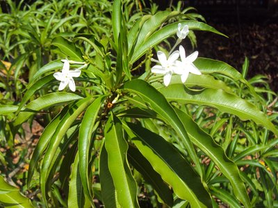 Alstonia