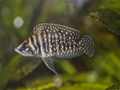 Altolamprologus Calvus