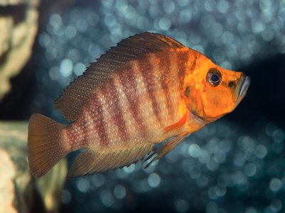Altolamprologus Compressiceps