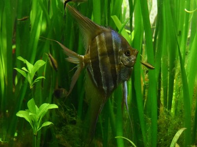 Altum Angelfish