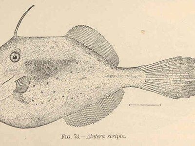 Alutera Scripta