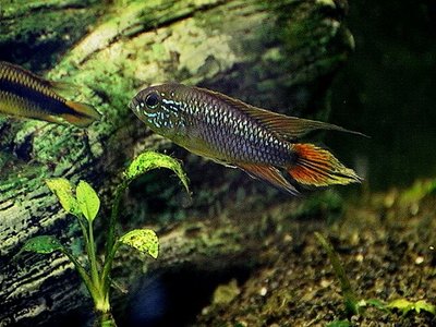 Amazon Dwarf Cichlid