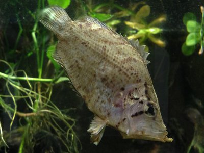 Amazon Leaf Fish