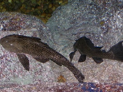Amazon Sailfin Catfish