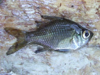 Ambassidae
