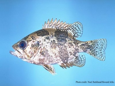 Ambloplites