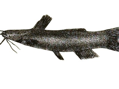 Amblyceps Mangois
