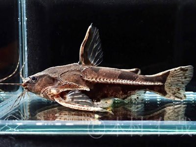Amblydoras