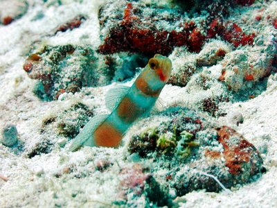 Amblyeleotris Aurora
