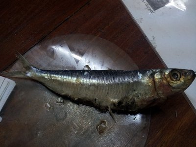 Amblygaster Sirm
