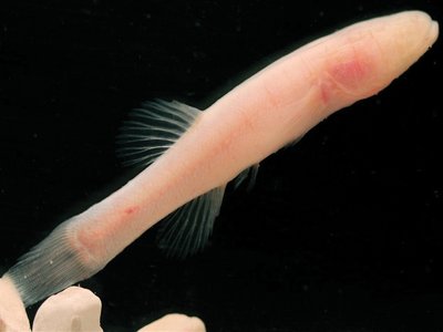 Amblyopsis