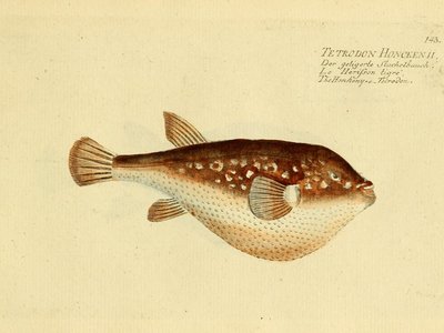 Amblyrhynchotes