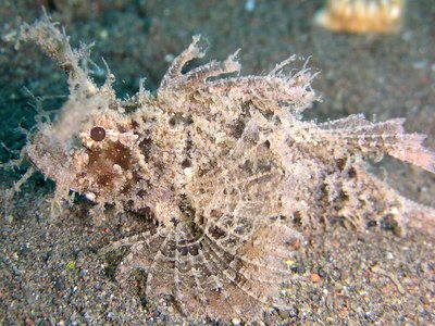 Ambon Scorpionfish