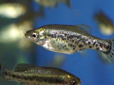 Ameca splendens