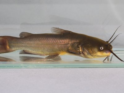 Ameiurus