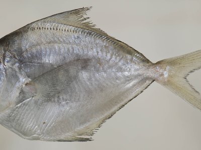 American Butterfish