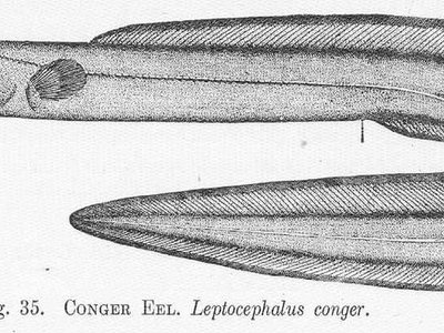 American Conger Eel