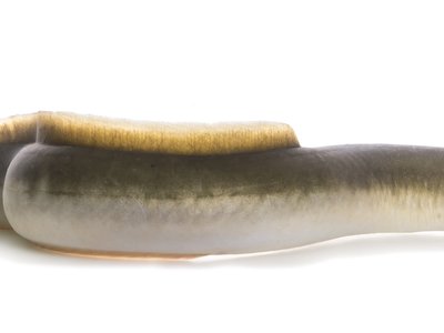 American Eel