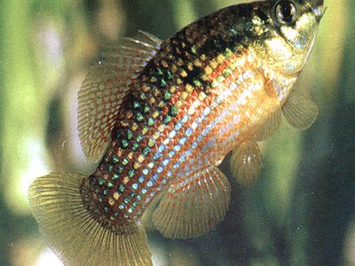 American Flagfish