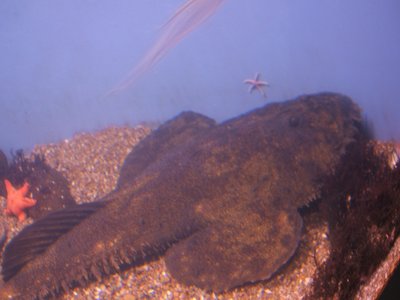 American Goosefish