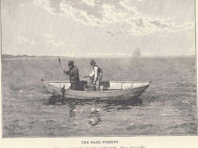 American Hake