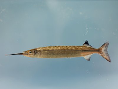 American Halfbeak