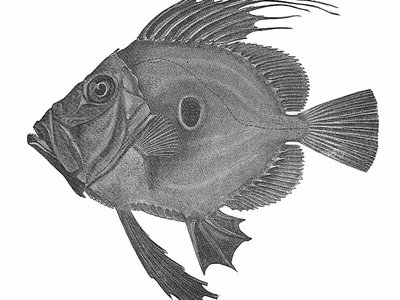 American John Dory