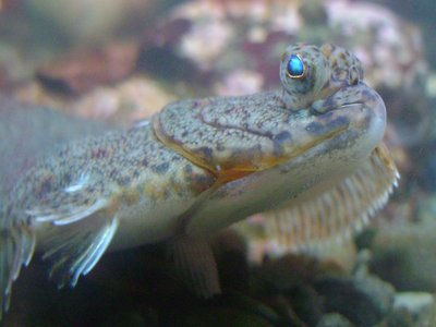 American Plaice