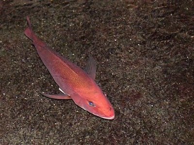 American Red Snapper