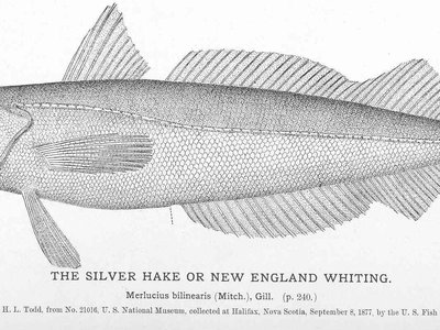 American Silver Hake