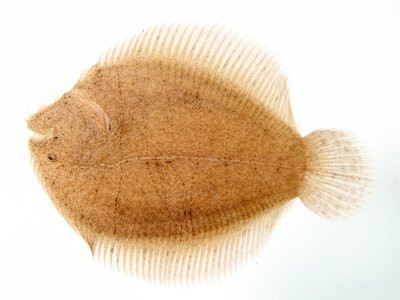 American Sole