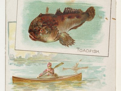 American Toadfish