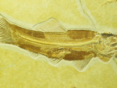 Amiopsis