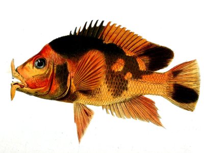 Amphilophus Labiatus