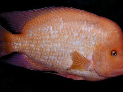 Amphilophus