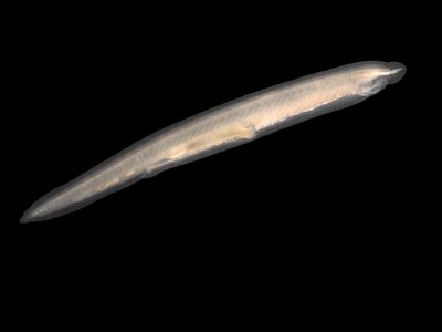 Amphioxus