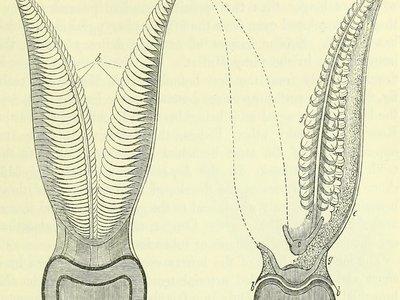 Amphipnous