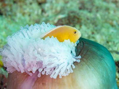 Amphiprion Akallopisos