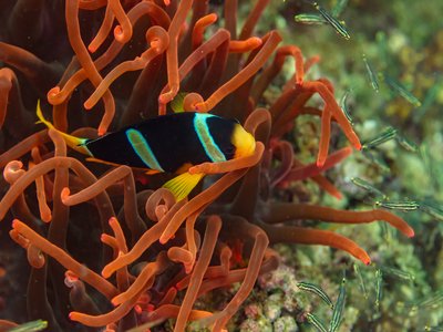 Amphiprion Clarkii