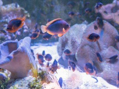 Amphiprion Ephippium