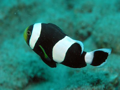 Amphiprion Polymnus