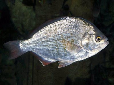 Amphistichus